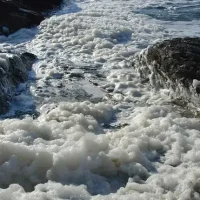 الكثرة الغثائية